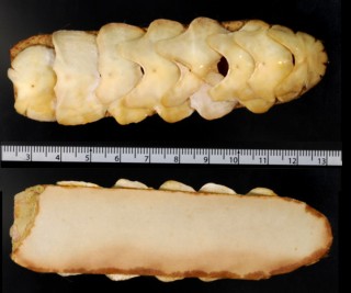 オオバンヒザラガイ 大判石鼈貝 Cryptochiton stelleri small