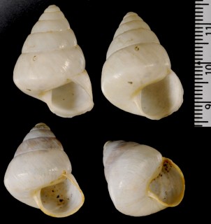 アマノヤマタカマイマイ Luchuhadra amanoi small