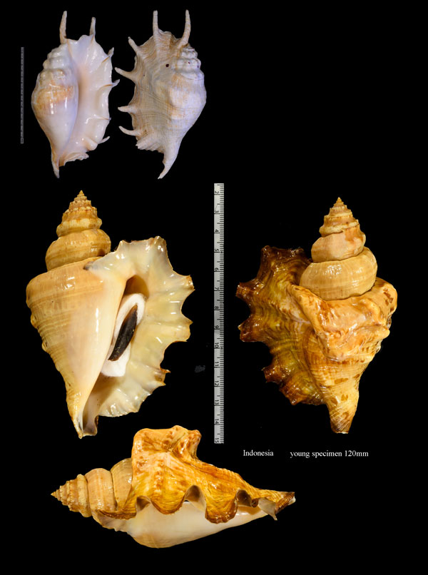 ラクダガイ Lambis truncata sebae small