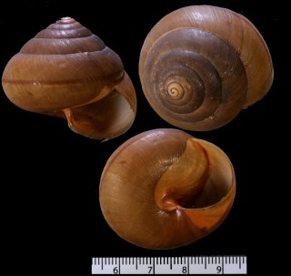 コシタカコベソマイマイ Satsuma fusca small