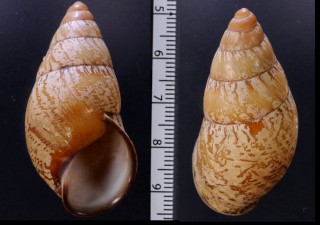 カリストタケノコマイマイ Helicostyla diana forma calista small