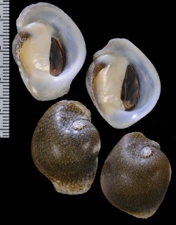 コマンジュウカノコ Clypeolum latissimum small