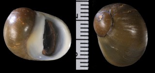 オリーブカノコ Neritina reclivata small