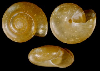ヒラベッコウ Bekkochlamys micrograpta small