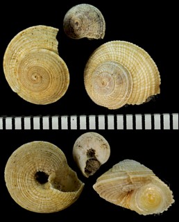 フカミナワメグルマ Solatisonax supraradiata small