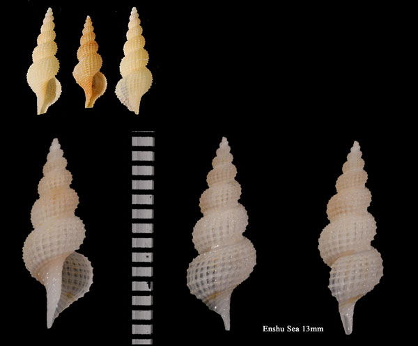 ハリコウシツブ 針格子小螺 Veprecula arethusa small