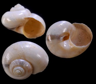 スハダシタダミ Microgaza iridescens small