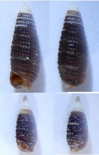 シロエリキリオレ Monophorus atratus small