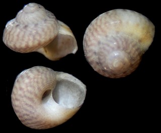 トウガタシタダミの近似種? Conotalopia sp. small