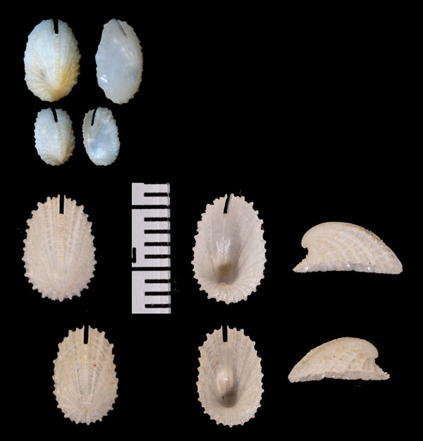 キヌジスソキレの仲間 Emarginula undulata small