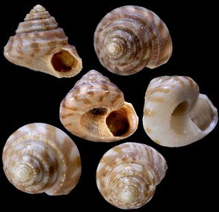 キクチシタダミ Minolia mutabilis small