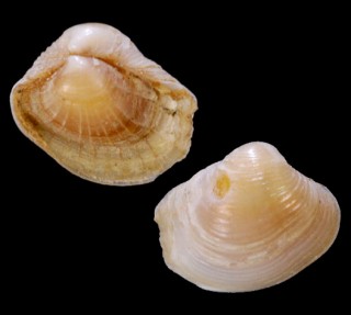 コダキガイ 子抱貝 Varicorbula rotalis small