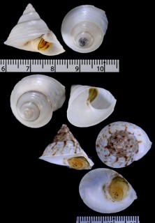 スジマキアオミオカタニシ Leptopoma helicooides small