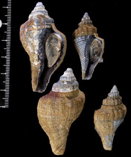 シロオビクロテングニシ Pugilina morio small