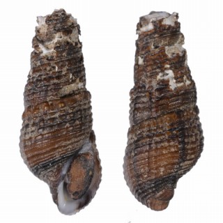 シャリンカワニナの仲間 Pachymelania fusca quadriseriata small