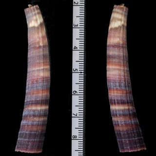 ニシキツノガイ Pictodentalium formosum small