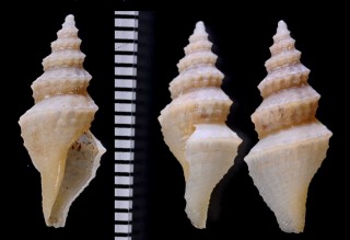 シロタエイグチ Cretaspira cretacea small