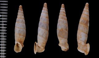 クビカドギセル (仮称) Albinaria supercarinata small