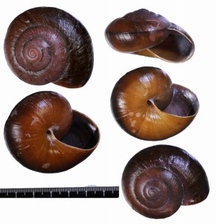 ミンダナオオオマイマイ (仮称) Lamarckiella mindanaensis small