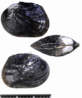 ウォッシュボードイシガイ (仮称) Megalonaias nervosa small