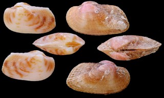 リュウグウワシノハガイ Mimarcaria aizoi small