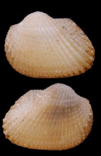 モエシマミミエガイ cf. Spinearca fausta small