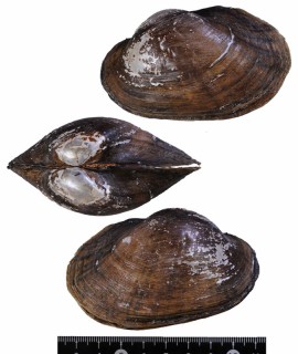 モモイロスジランプヌマガイ (仮称) Lampsilis splendida small
