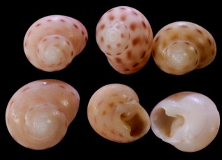 ハナキサゴ Camitia rotellina small