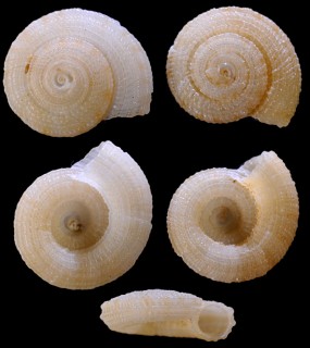 ヒロベソナワメグルマ 広臍縄目車 Heliacus fenestratus small