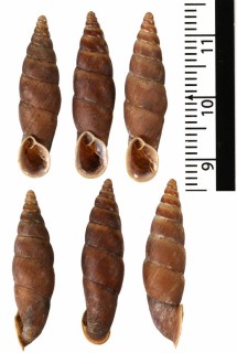 スマトラクチムラサキギセル (仮称) Oospira obesa small