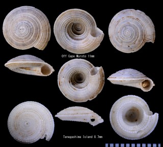 ワダツミナワメグルマ (ホウセキナワメグルマ) Granosolarium gemmiferum small