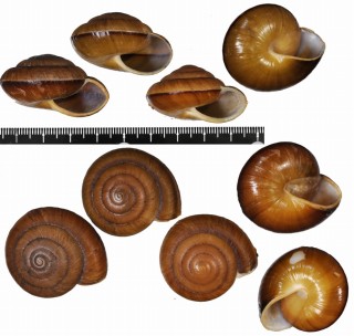 アラヤトオオマイマイモドキ (仮称) Hemiglypta moussoni arayatensis small