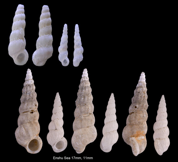フシイトカケ Opalia attenuata small