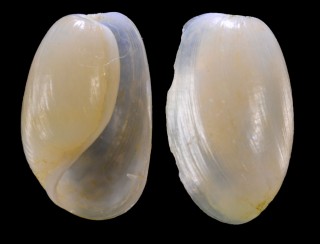 ハブタエブドウガイ Haloa yamagutii small