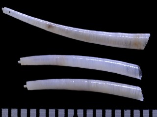 ワロウソクツノガイ 和蝋燭角貝 Episiphon candelatum small