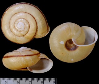 コウロマイマイ 黄櫨蝸牛 Euhadra latispira yagurai small