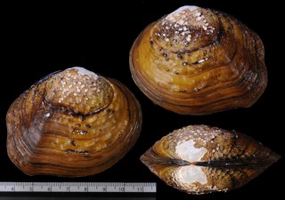 カエデノハカワボタン (仮称) Quadrula apiculata small