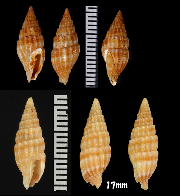 ヨロコビツクシ 歓喜土筆 Vexillum hilare small