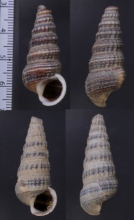 フトヘナタリ 太甲香 Cerithidea rhizophorarum small