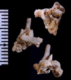 クビタテヘビガイ Vermetus tokyoensis small