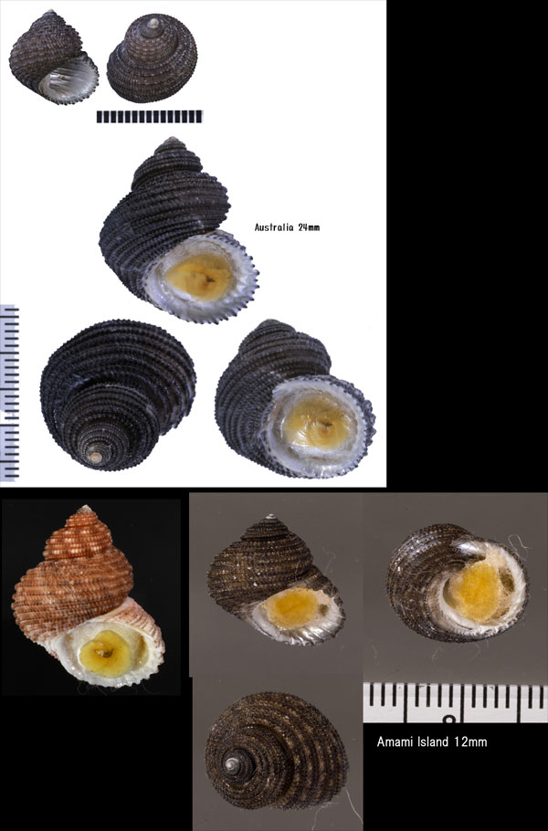 クロサンショウガイモドキ Euchelus atratus small