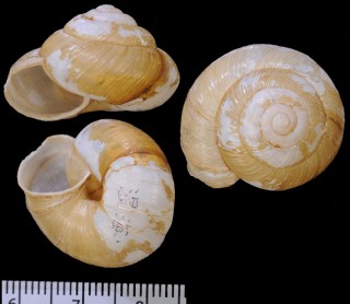 オオタキマイマイ Euhadra grata small
