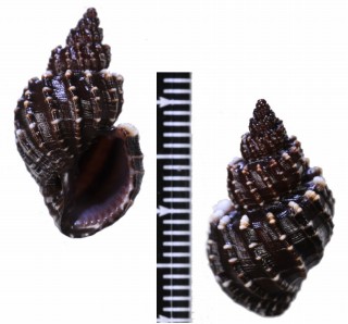 エビチャオリイレボラ Scalptia textilis small