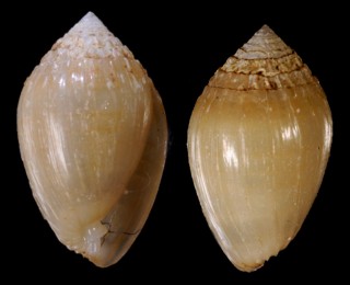 ニハタヅミハマシイノミ Melampus sculptus small