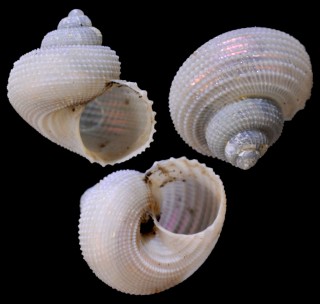 ウバシタダミ Machaeroplax delicatus small