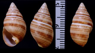 ハワイマイマイの仲間01 Partulina dwighti compta small