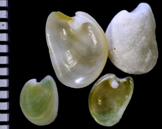 ユリヤガイ Julia japonica small