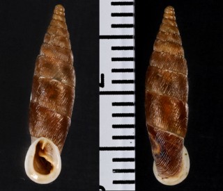 ストリジロデリマギセルの仲間01 Strigilodelima conspersa small