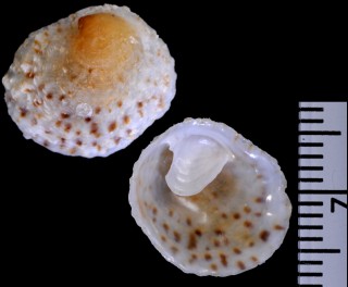 サザナミフネガイ 近似 Crepipatella fluctuosa aff. small