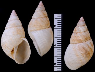 ソコスジオカカクタニシの仲間02 Bostryx modestus small